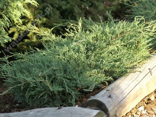 Juniperus x media 'Lemon Hill' 
